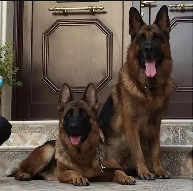 GERMAN SHEPHERD PUPPIES ARE AVAILABLE FOR SALE ONLY PET LOVER FAMILY — photo 3