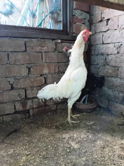 Heera Hens