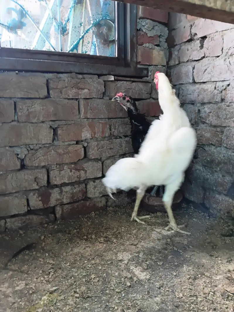 Heera Hens — photo 2