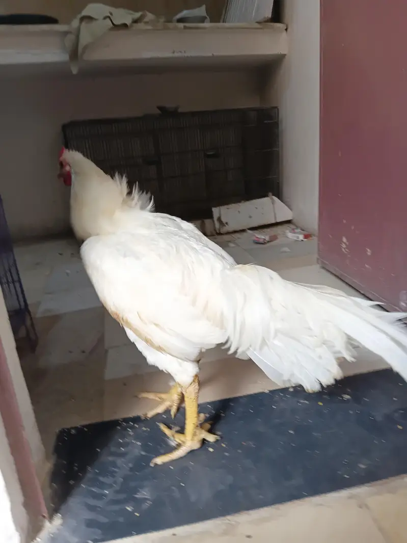 Heera Hens — photo 3