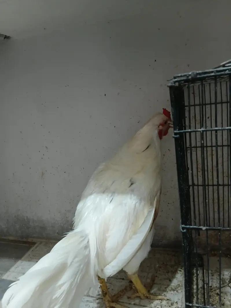 Heera Hens — photo 4