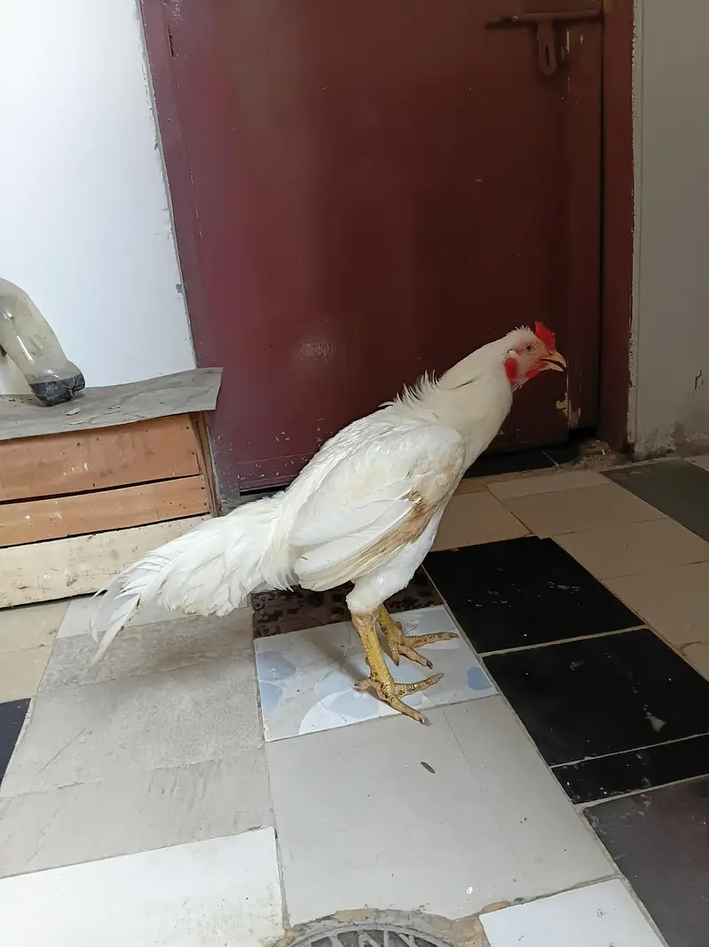 Heera Hens — photo 5