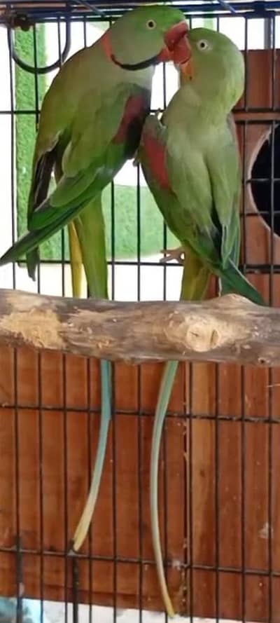 Raw breeder pair