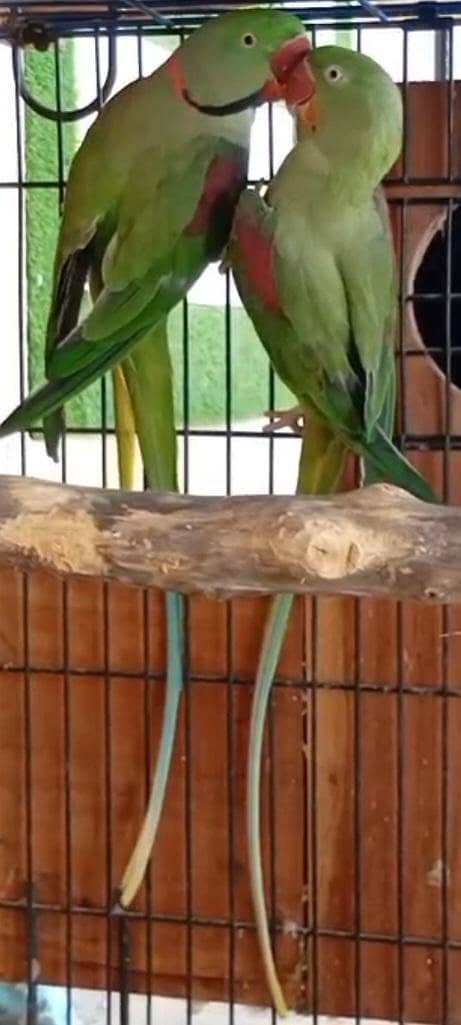 Raw breeder pair 0