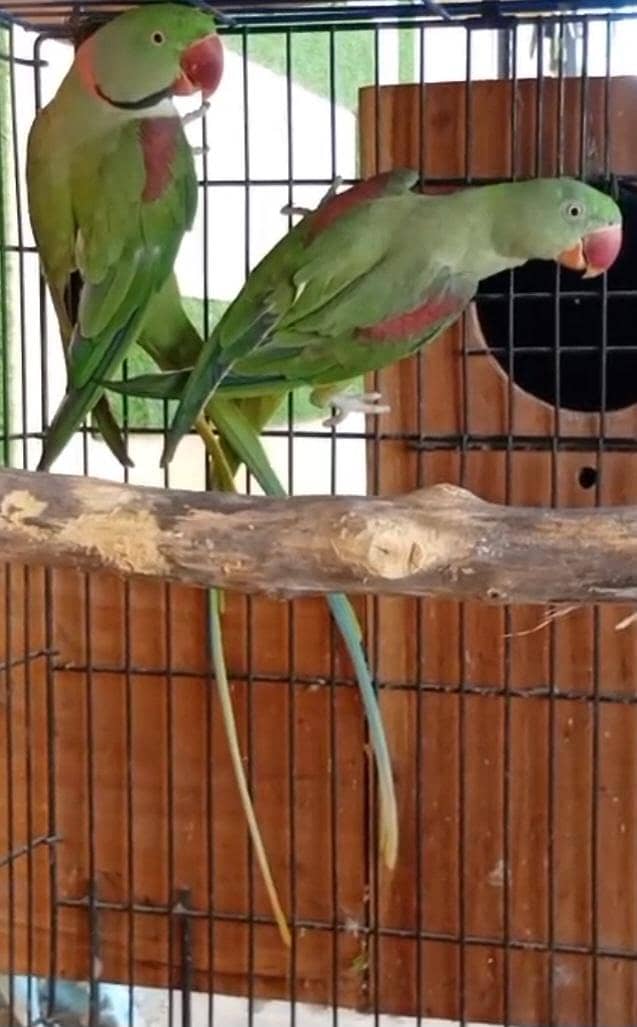 Raw breeder pair 1