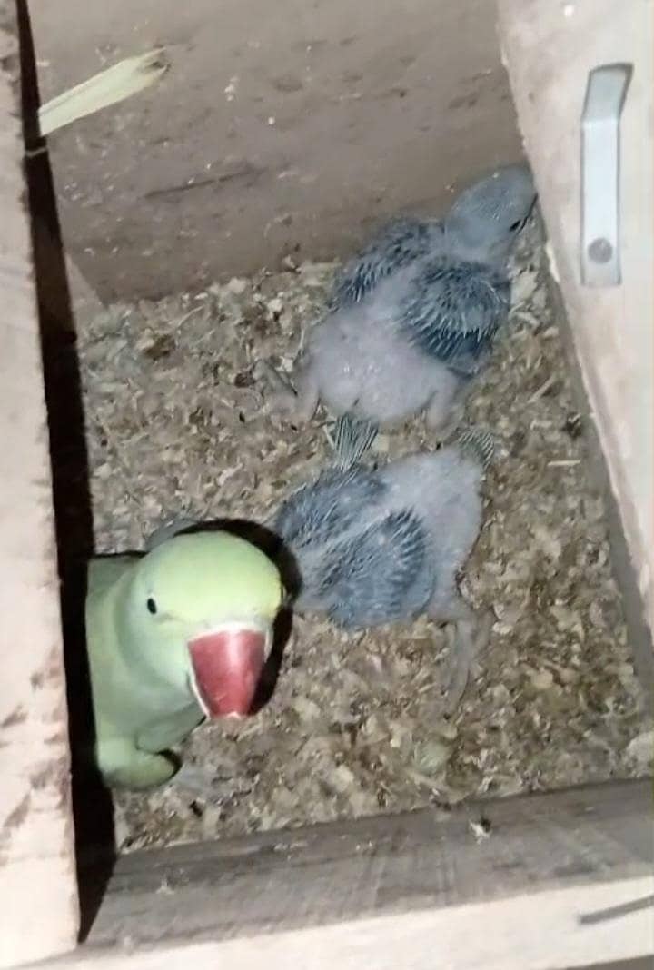 Raw breeder pair 2
