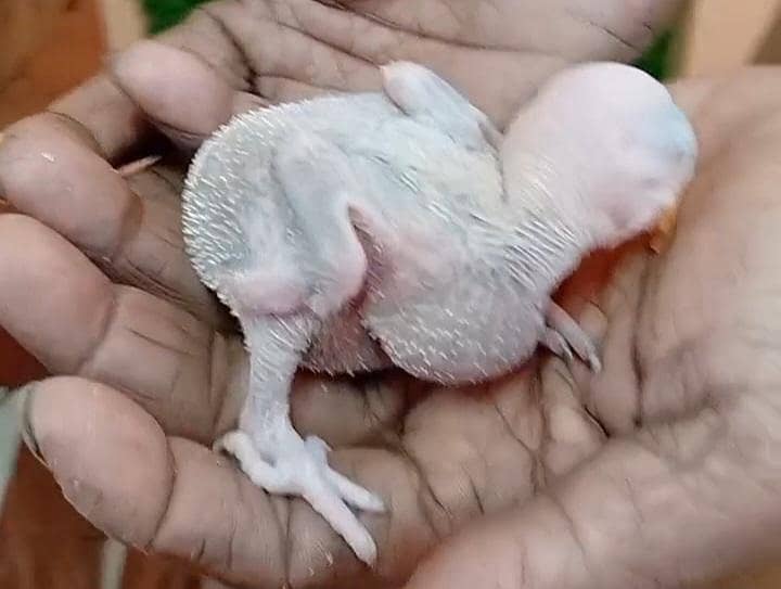 Raw breeder pair 3