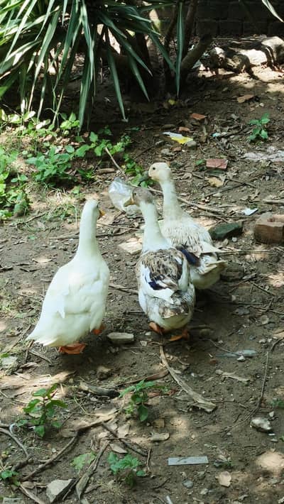 ducks urgent sale
