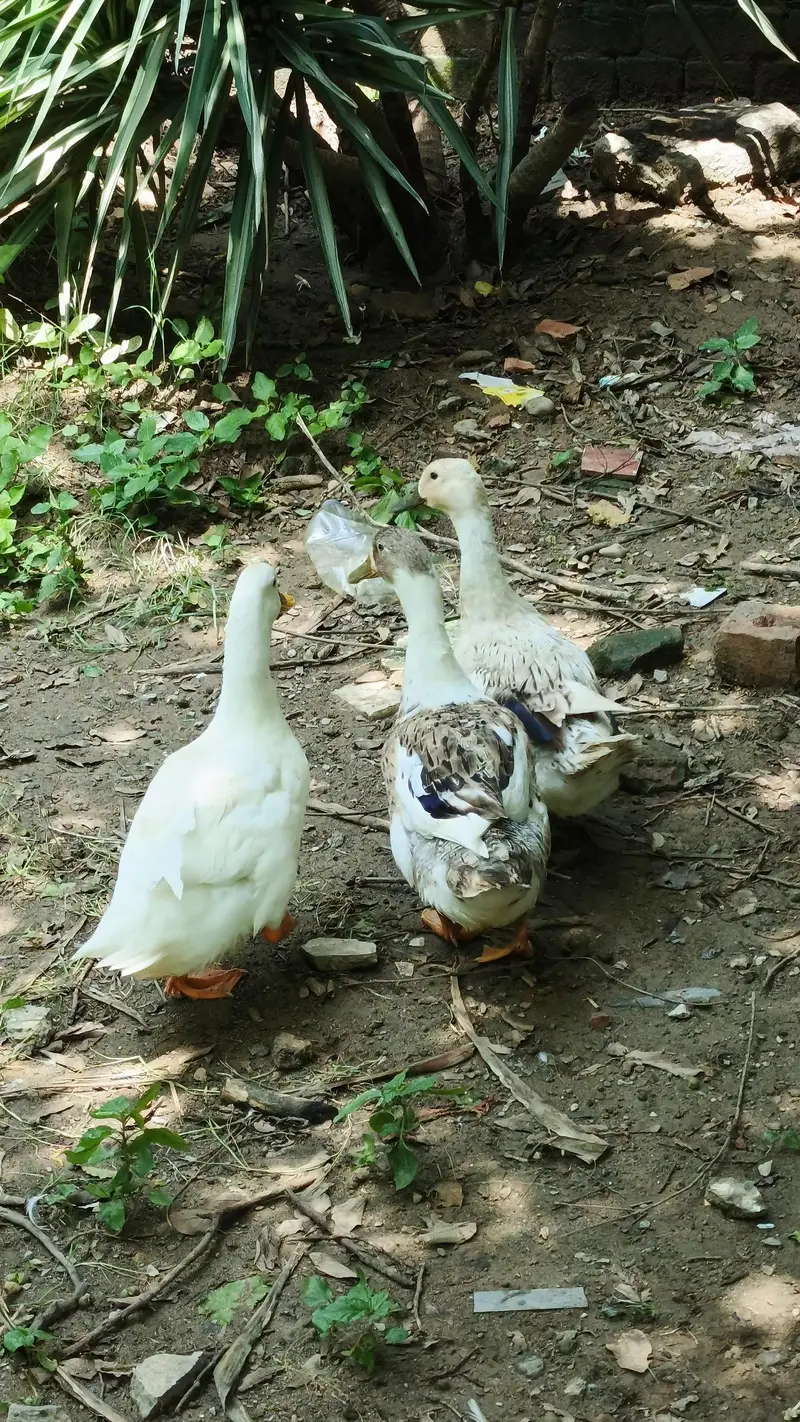 ducks urgent sale