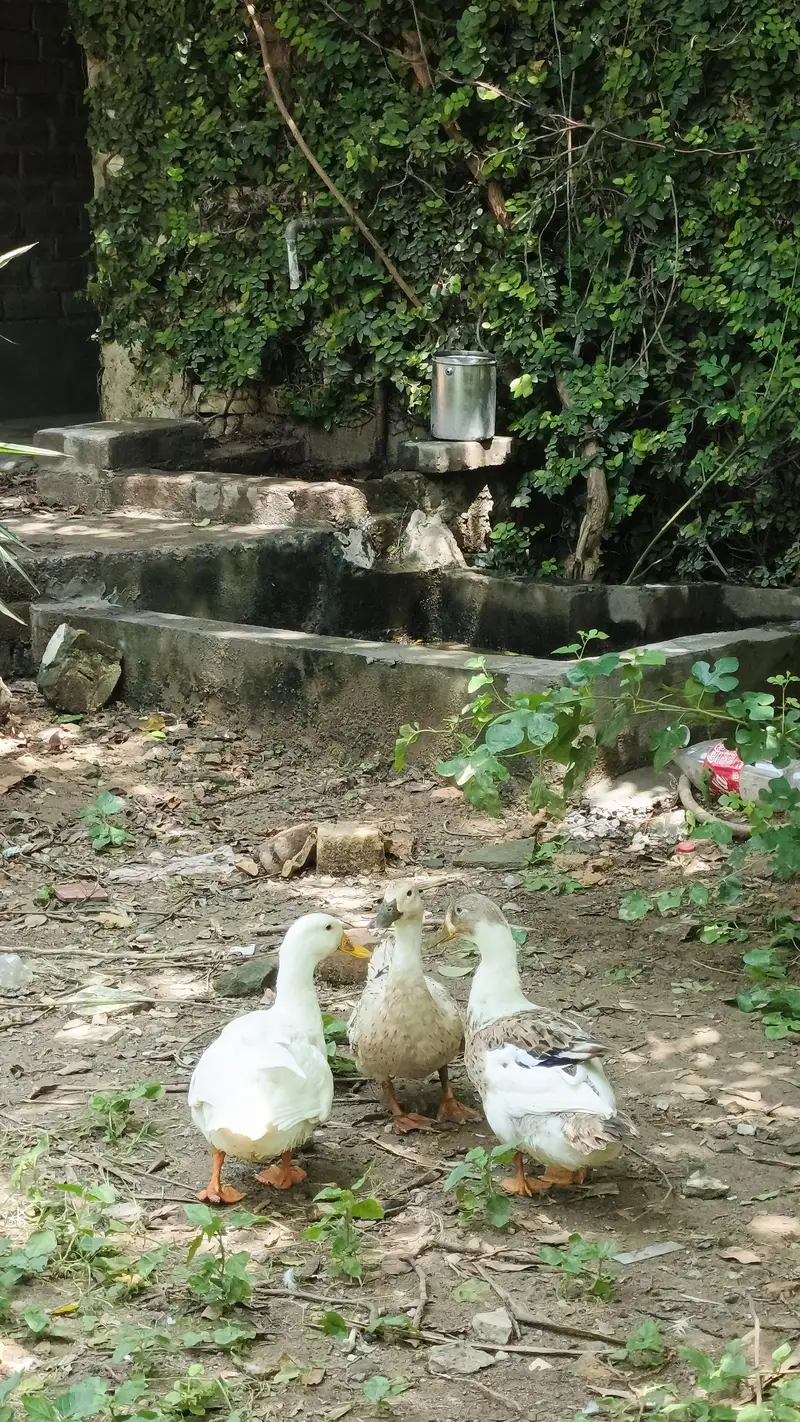 ducks urgent sale — photo 2
