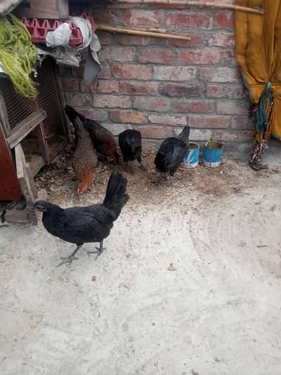Gher ki Tayar Hens hai