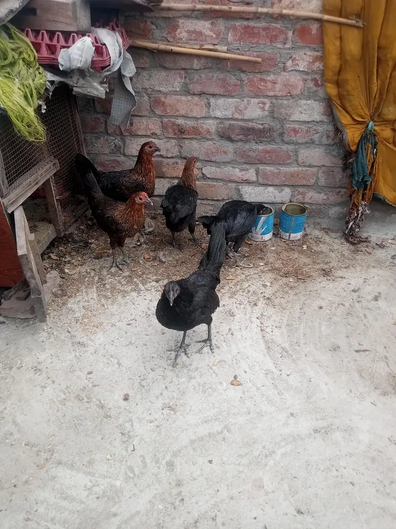Gher ki Tayar Hens hai — photo 2