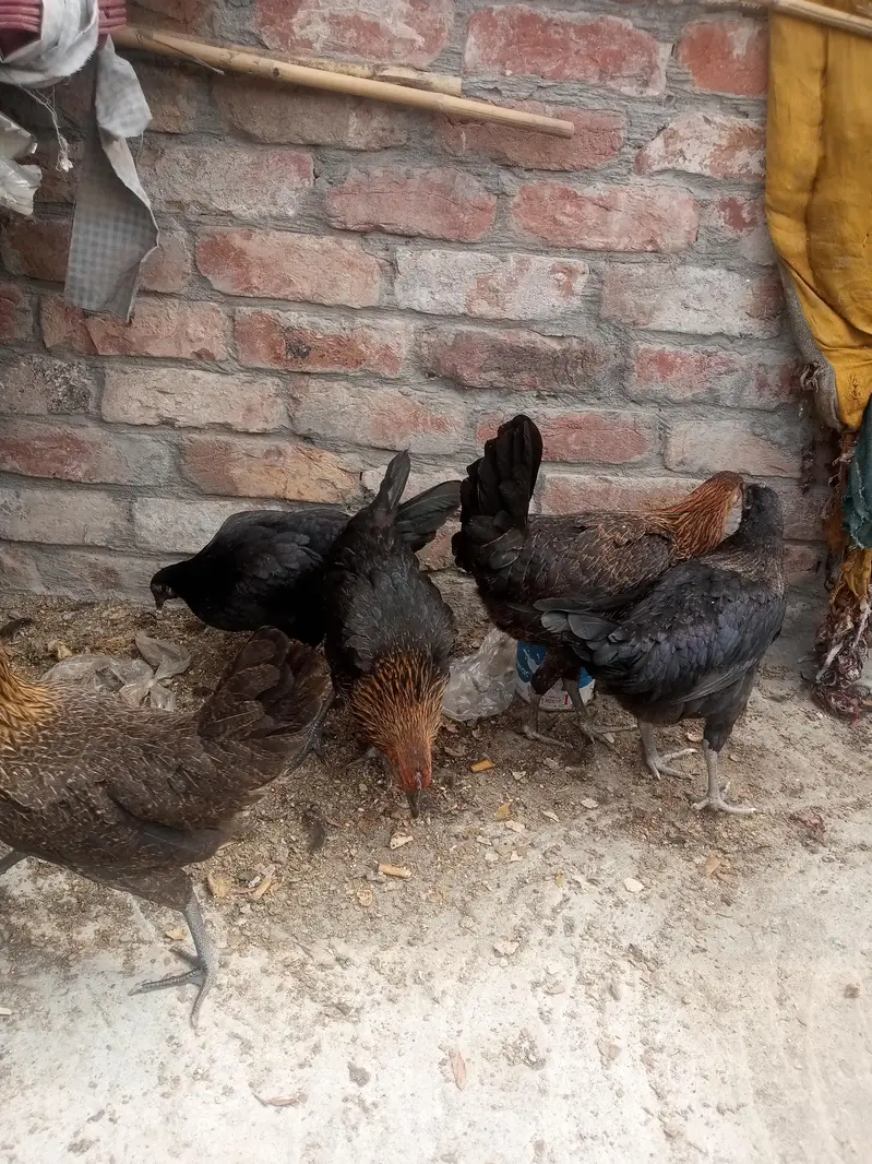 Gher ki Tayar Hens hai — photo 3
