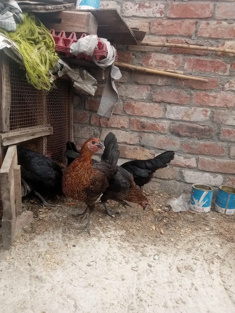Gher ki Tayar Hens hai — photo 4