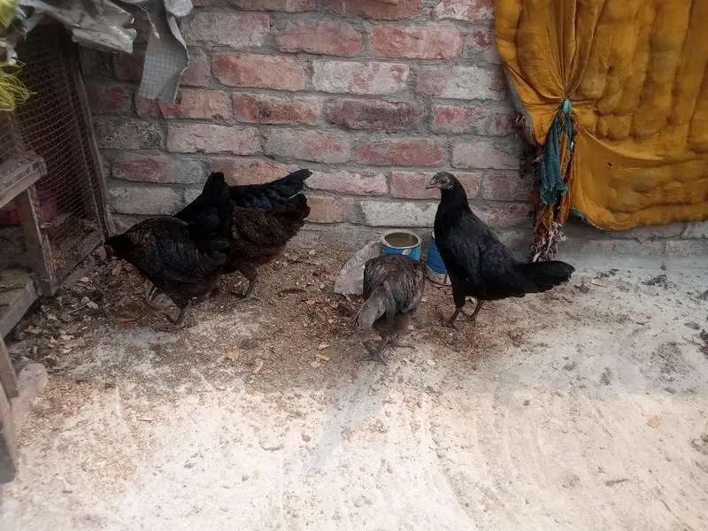 Gher ki Tayar Hens hai — photo 5
