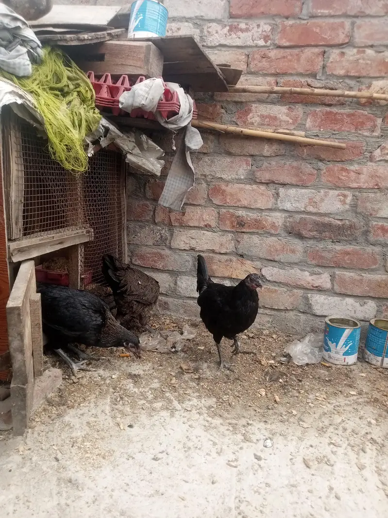 Gher ki Tayar Hens hai — photo 6