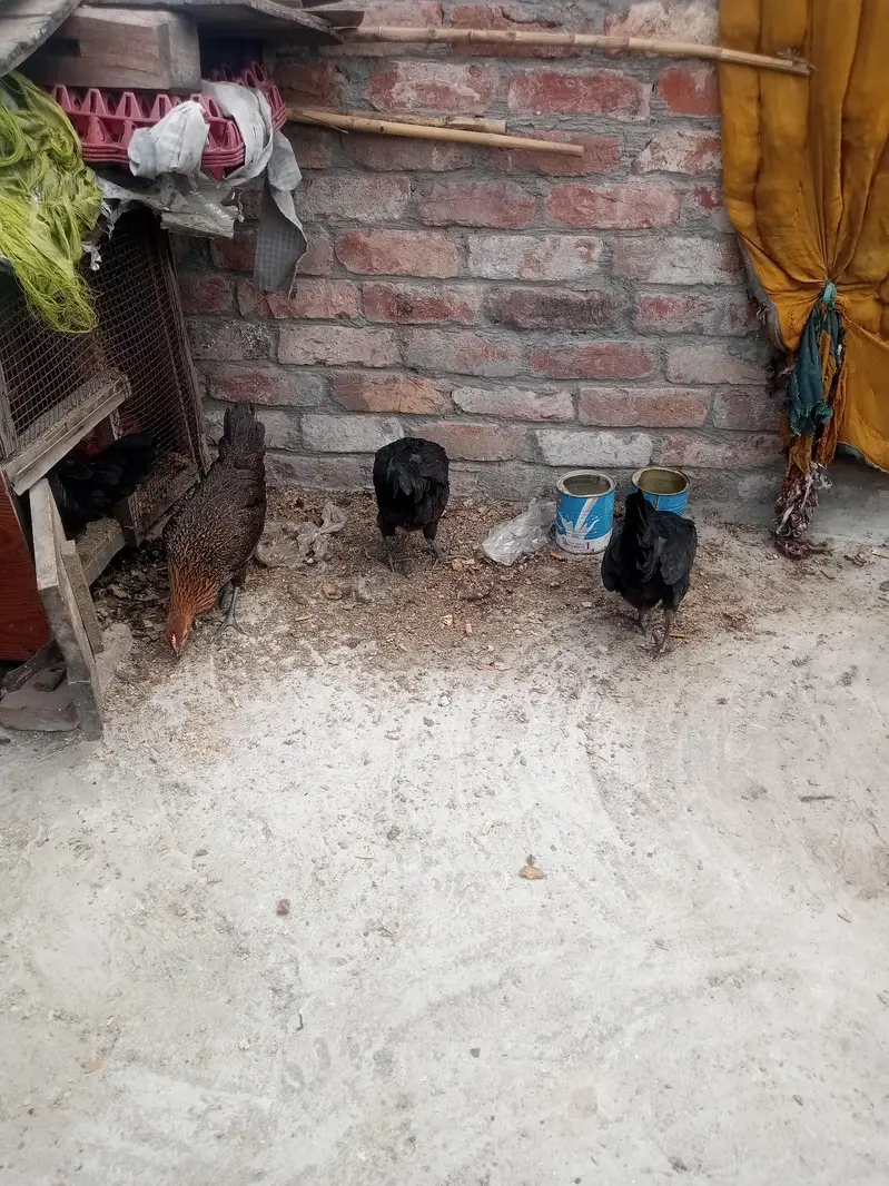 Gher ki Tayar Hens hai — photo 7