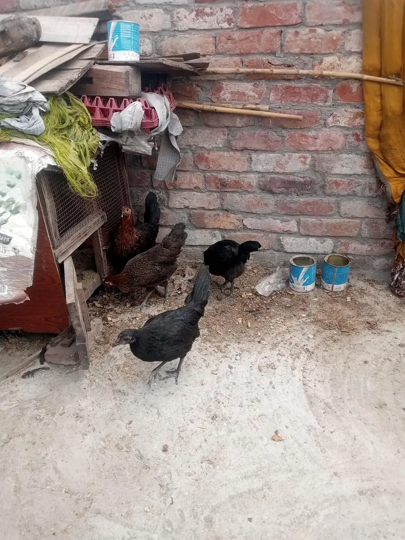 Gher ki Tayar Hens hai — photo 8