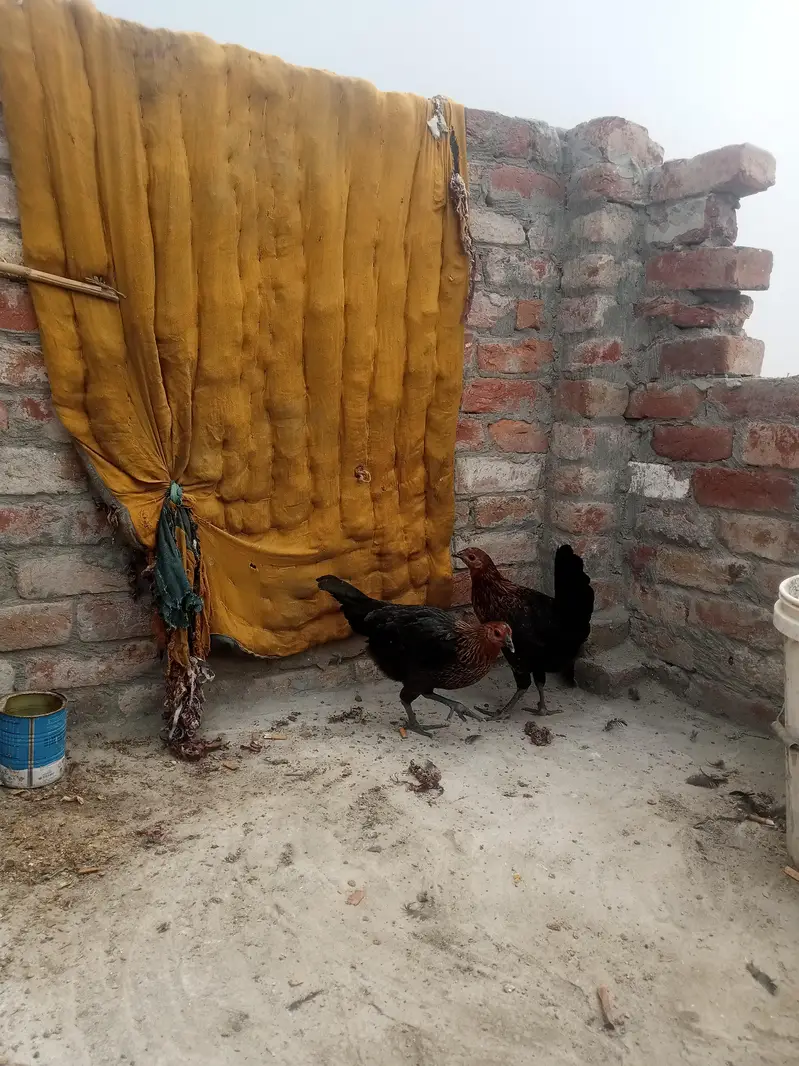 Gher ki Tayar Hens hai — photo 9