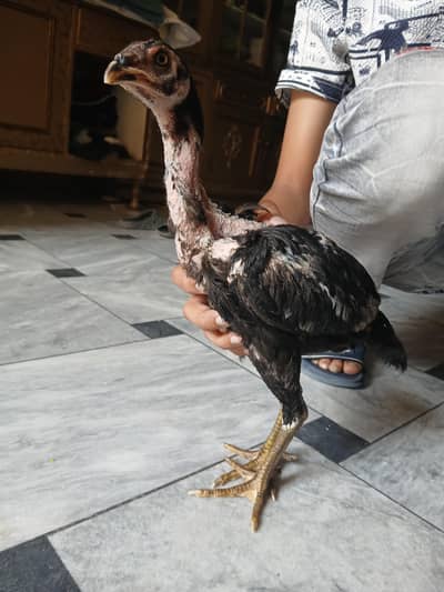 6 Months Old Pure Aseel Chicken Pair – Healthy & Strong