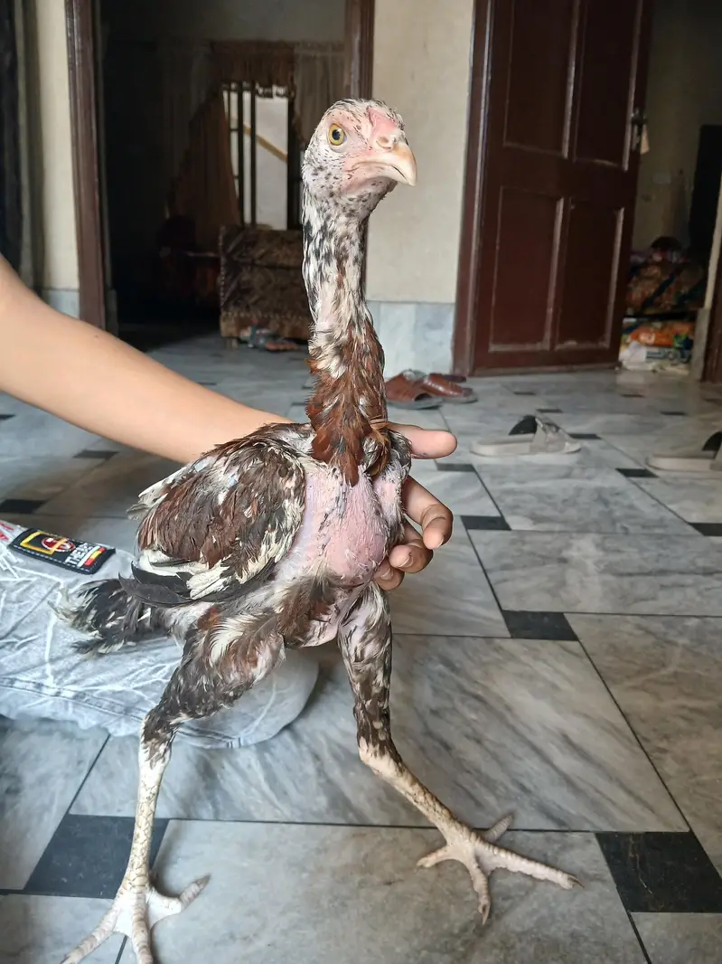 6 Months Old Pure Aseel Chicken Pair – Healthy & Strong — photo 2