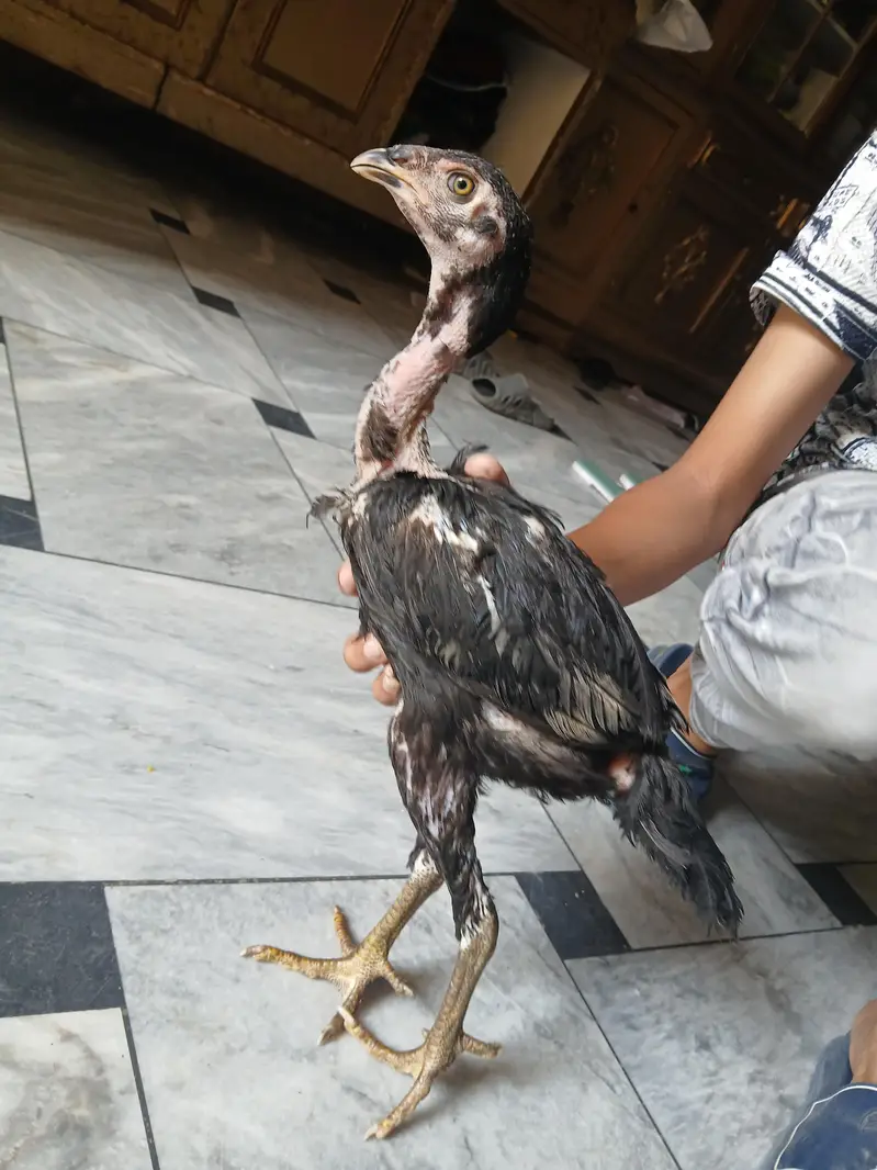 6 Months Old Pure Aseel Chicken Pair – Healthy & Strong — photo 3