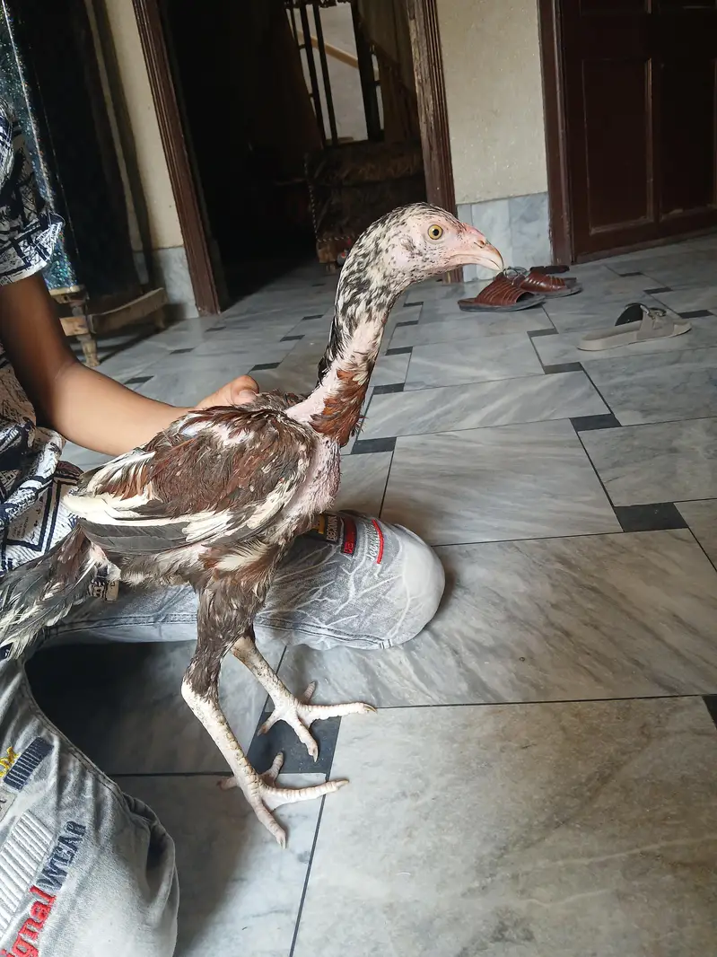 6 Months Old Pure Aseel Chicken Pair – Healthy & Strong — photo 4