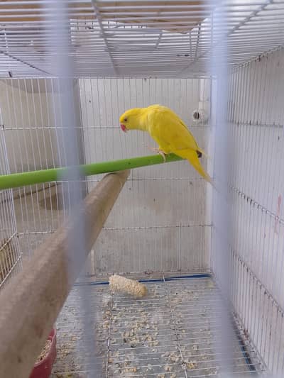 Yellow Parrot For Sale