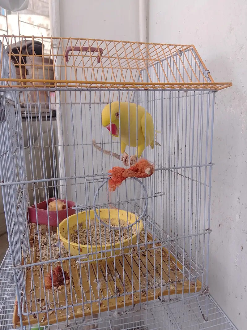 Yellow Parrot For Sale — photo 2