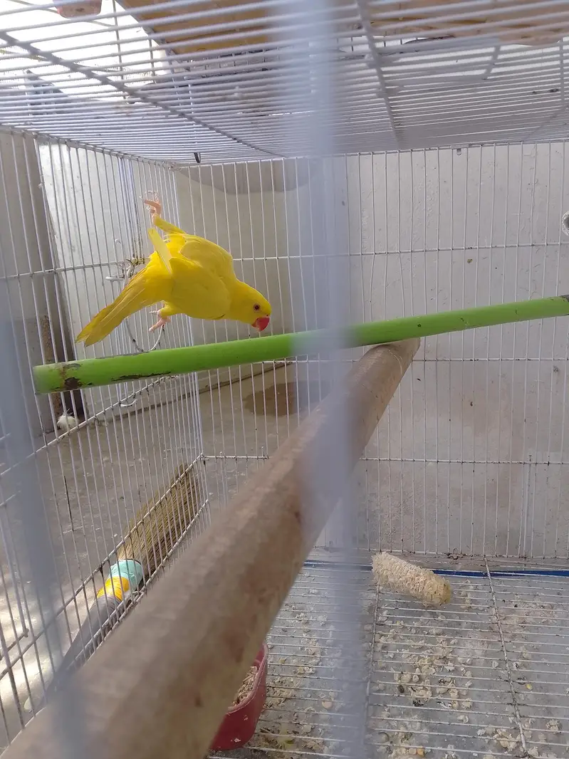 Yellow Parrot For Sale — photo 3