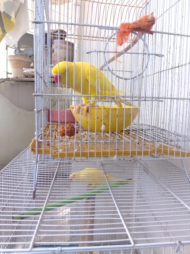 Yellow Parrot For Sale — photo 4