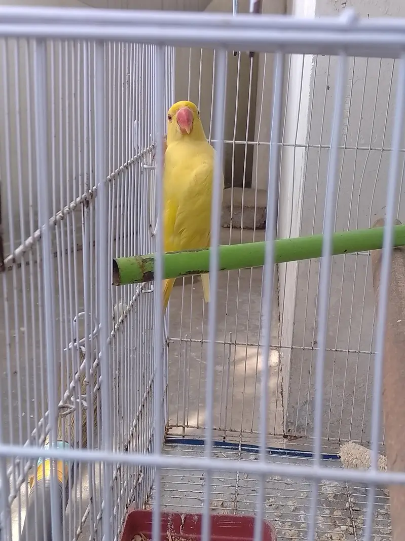 Yellow Parrot For Sale — photo 5