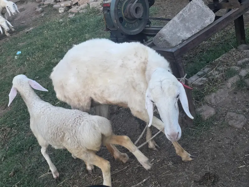2 dambiya and saat bachy full set sale