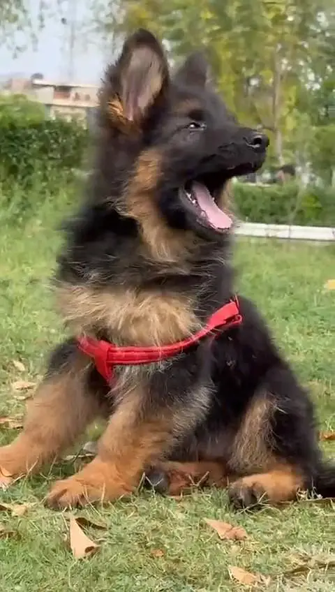 German shepherd puppie WhatsApp contact o/3/4/9/o/6/8/6/3/7/8 — photo 3