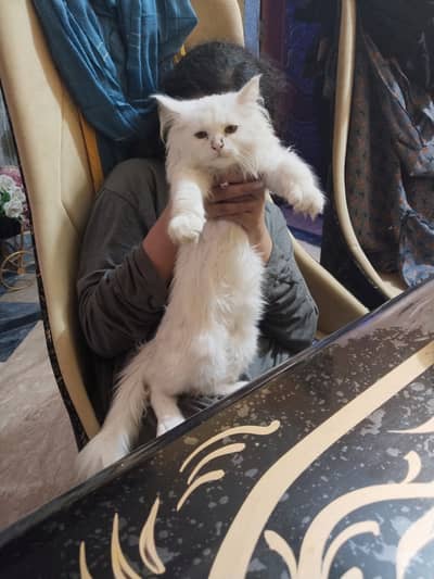 Very cute cats  and traind