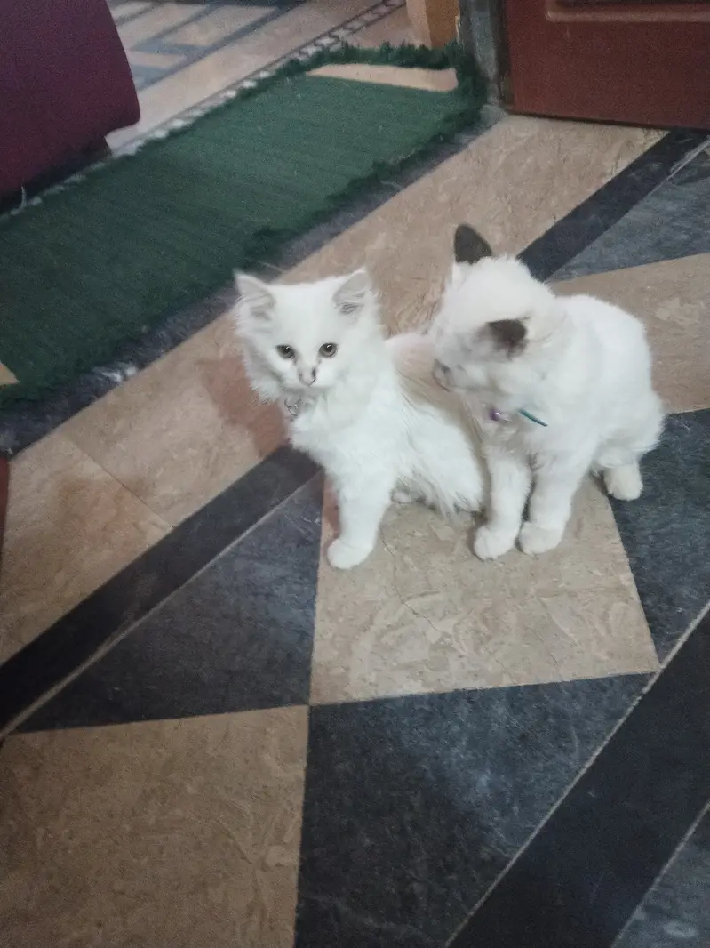Very cute cats  and traind — photo 2