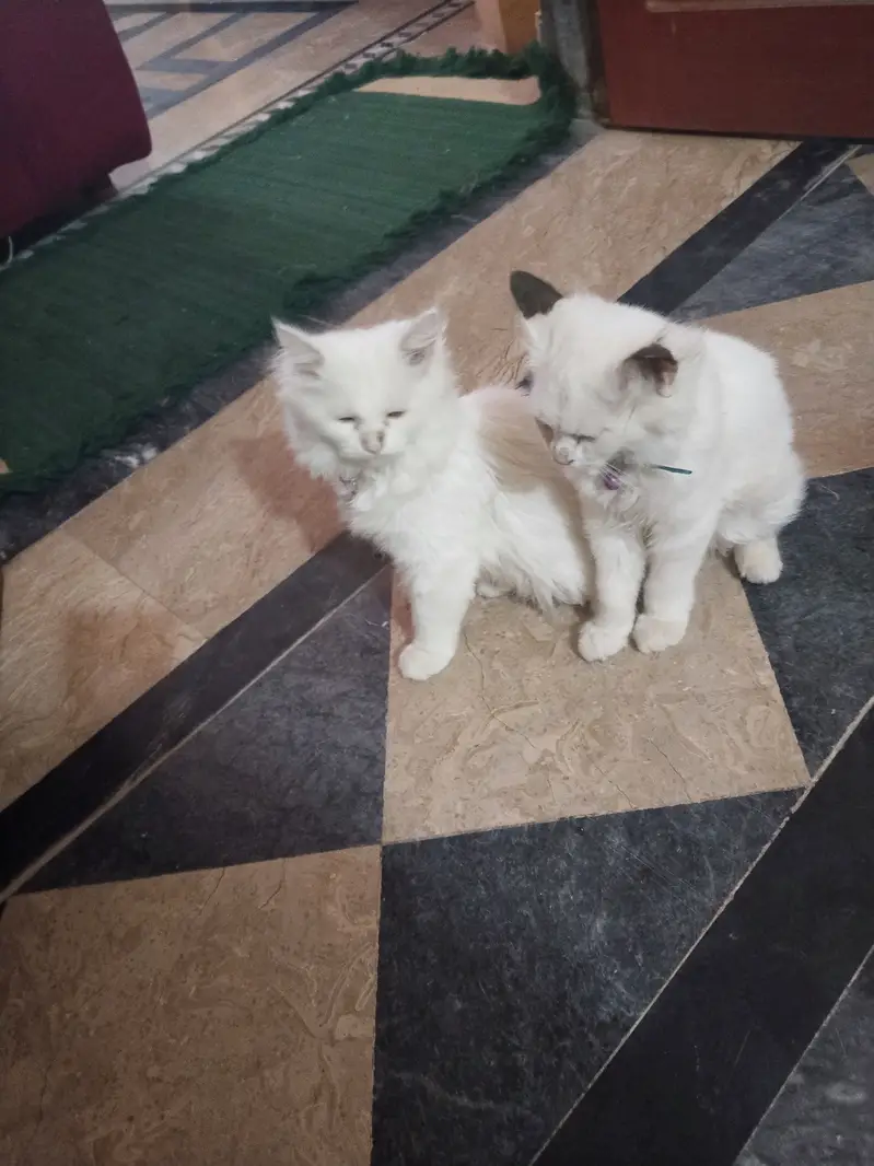 Very cute cats  and traind — photo 3