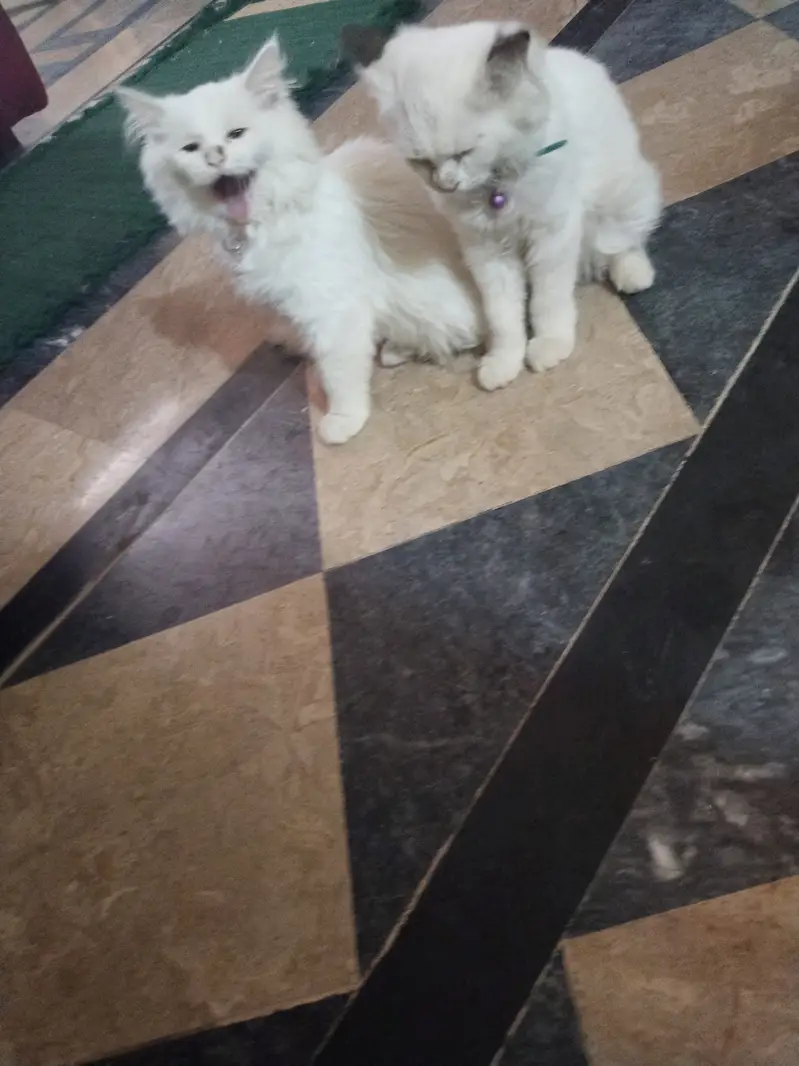 Very cute cats  and traind — photo 4