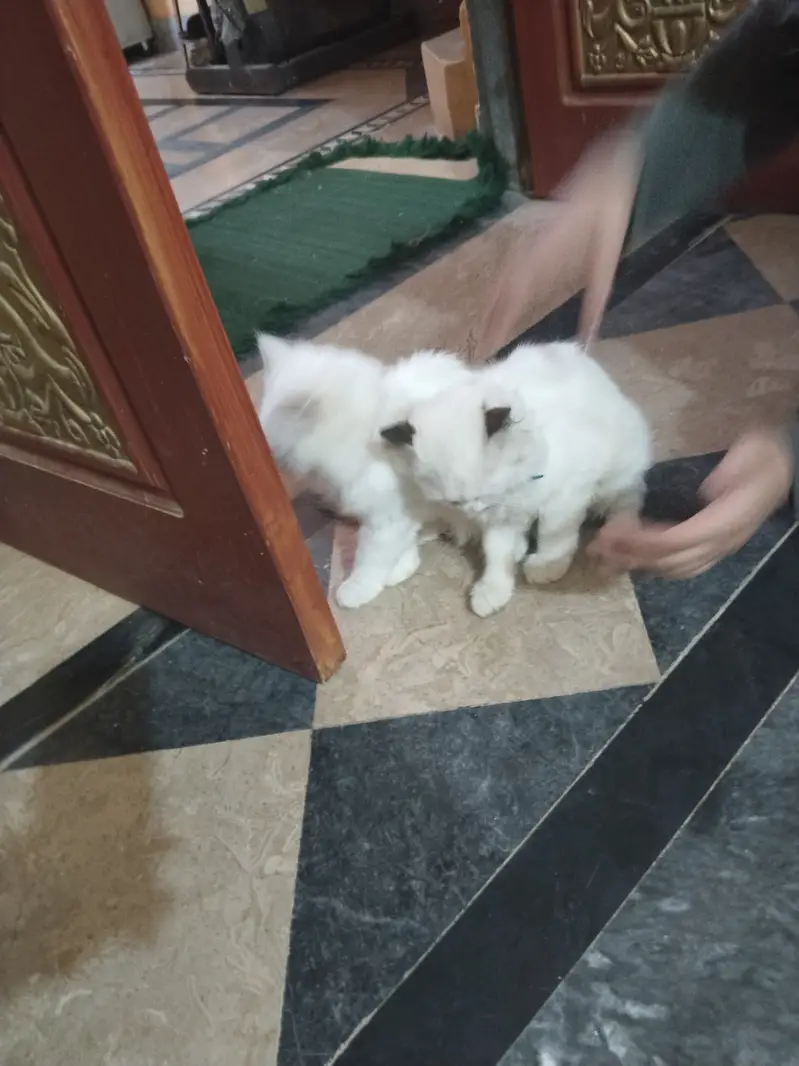 Very cute cats  and traind — photo 5