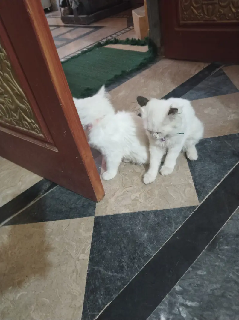 Very cute cats  and traind — photo 6