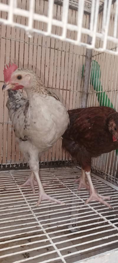 hen for sale