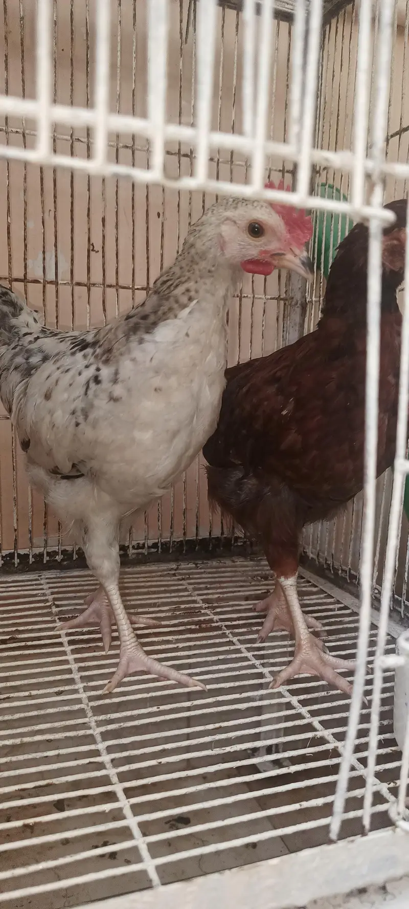 hen for sale — photo 2
