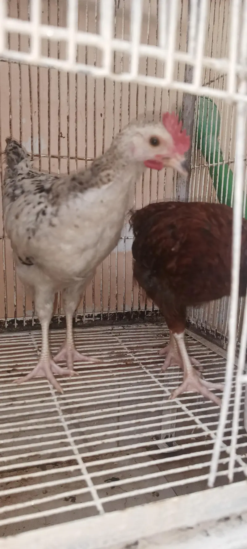 hen for sale — photo 3