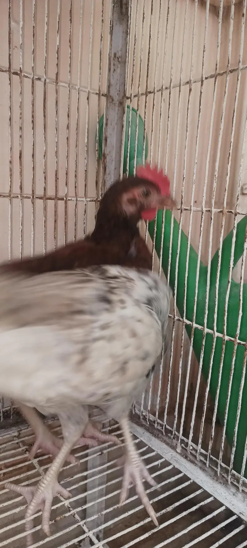 hen for sale — photo 4