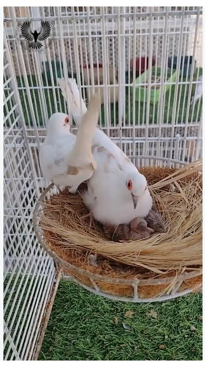Best Breading pairs of Red Pied and Blue Pied doves and chicks