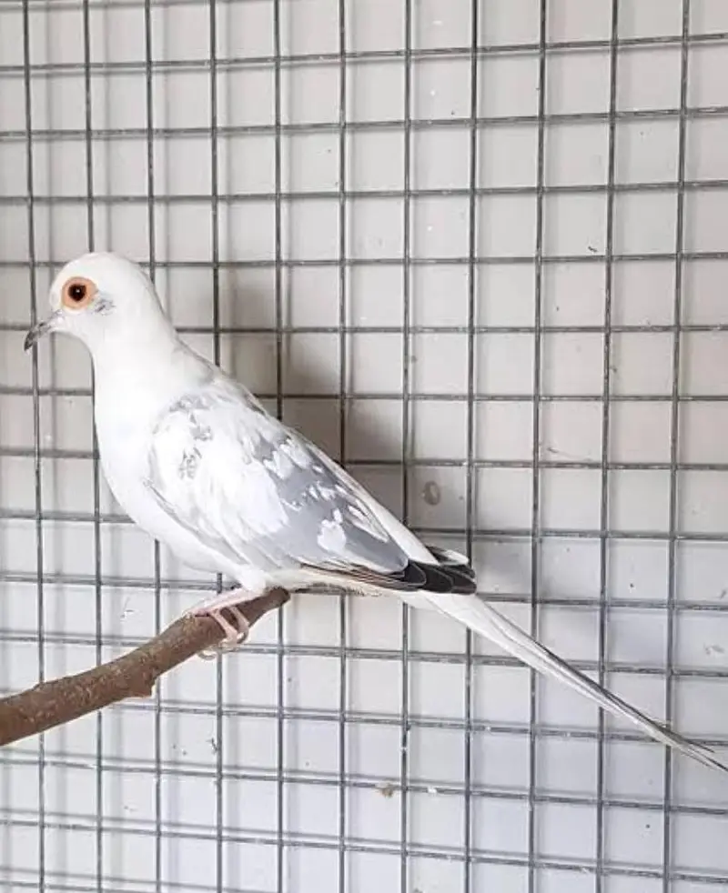 Best Breading pairs of Red Pied and Blue Pied doves and chicks — photo 2