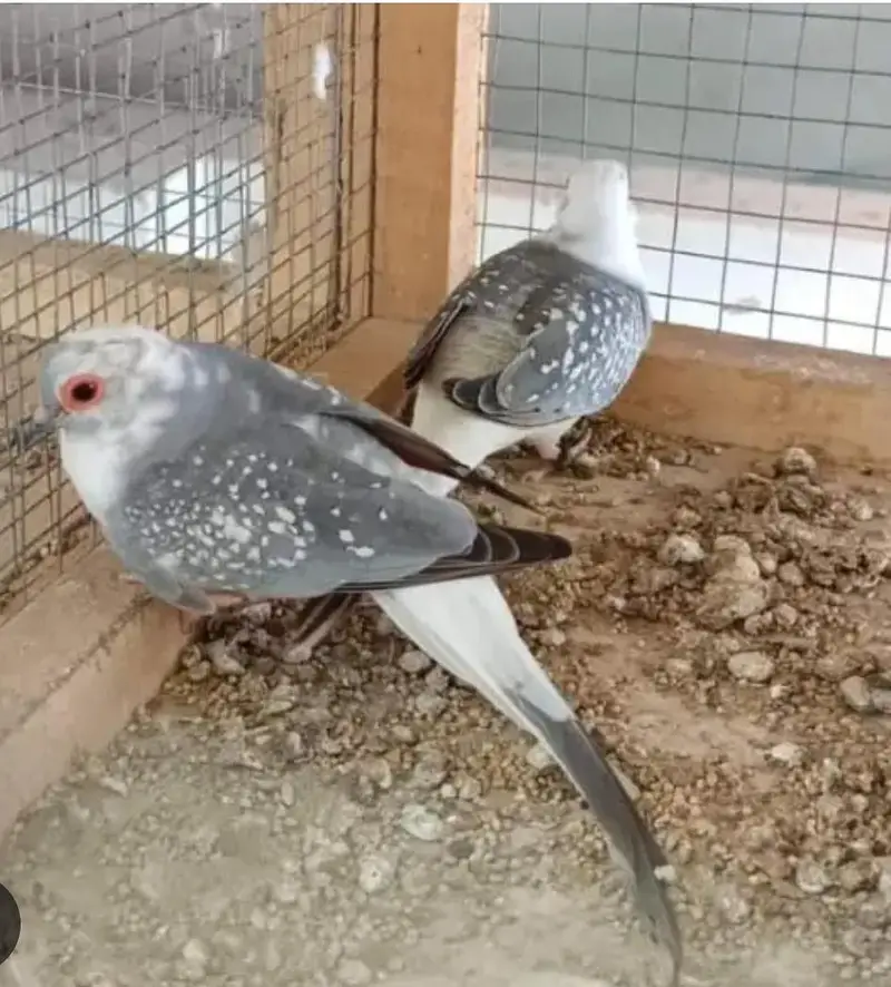 Best Breading pairs of Red Pied and Blue Pied doves and chicks — photo 3
