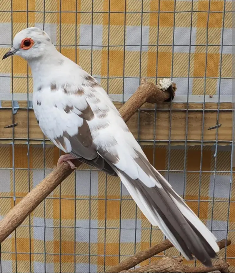 Best Breading pairs of Red Pied and Blue Pied doves and chicks — photo 4