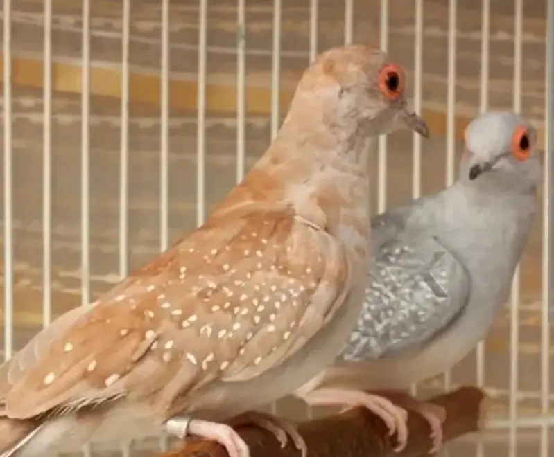 Best Breading pairs of Red Pied and Blue Pied doves and chicks — photo 5