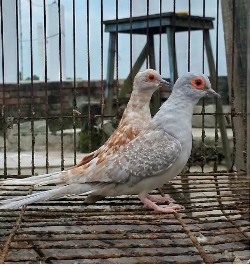 Best Breading pairs of Red Pied and Blue Pied doves and chicks — photo 6